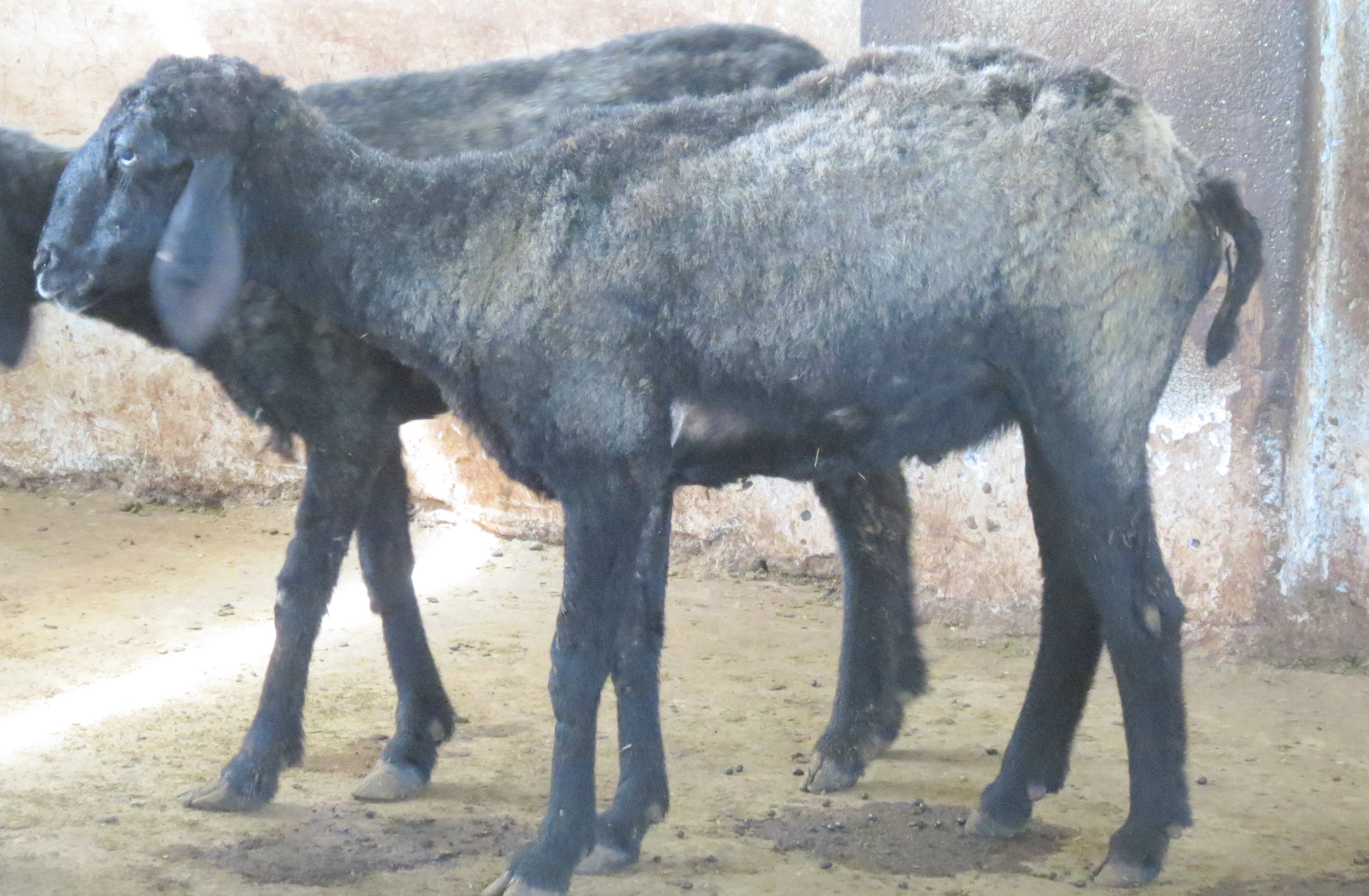 Deccani Female 1